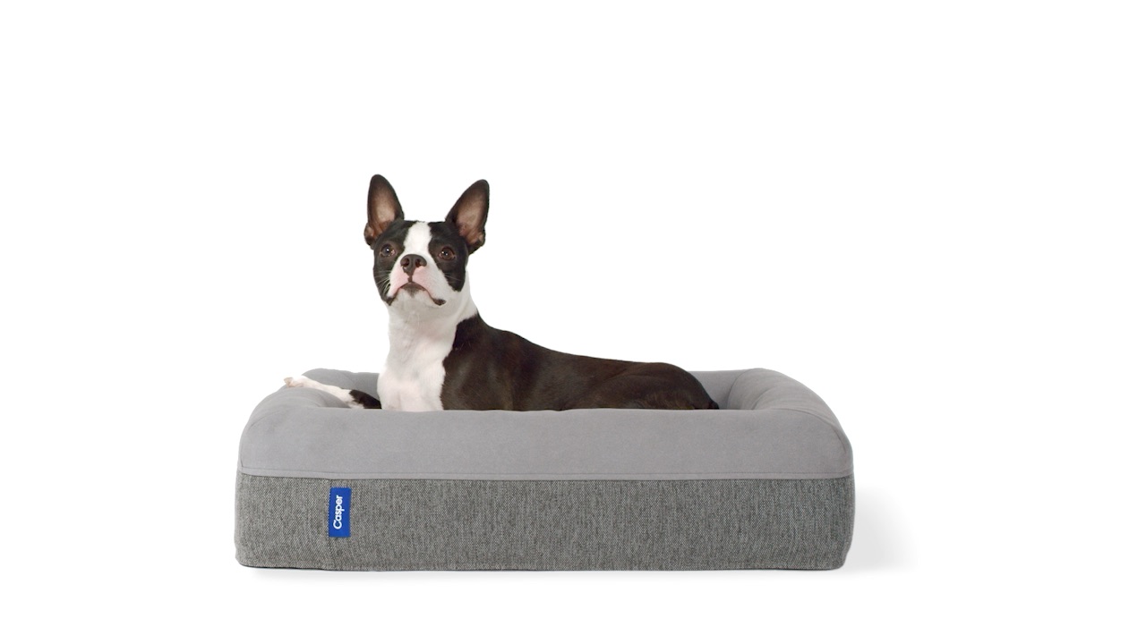 Dog Beds | Memory Foam Beds for Large, Medium, & Small Dogs | Casper®