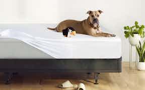 Dog sitting on mattress protector covering original mattress on foundation
