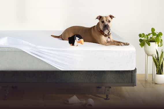 Dog laying on mattress protector on Casper Original Mattress and foundation